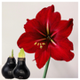 Voir la diapositive 6 : PLANT IN A BOX Amaryllis - hippeastrum 'Wax Black' - Bulbe de fleur - Rouge