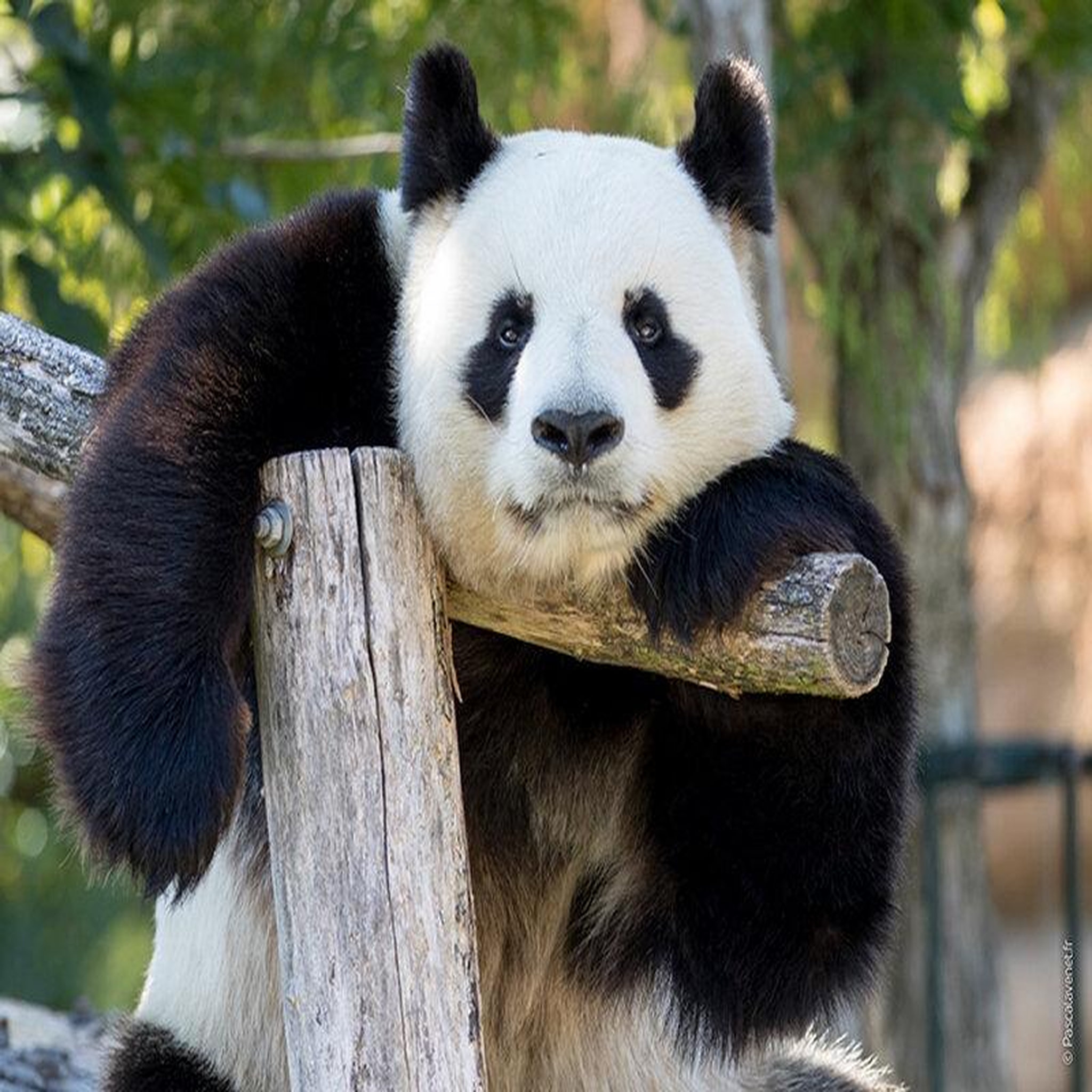 Voir la diapositive 3 : Smartbox Zooparc de beauval : 2 entrées adulte (2 journées) 2026 et 1 nuit en hôtel à proximité - coffret cadeau multi-thèmes