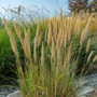 Voir la diapositive 3 : PLANT IN A BOX Calamagrostide - Calamagrostis acutiflora 'Overdam' - Hauteur 20-30cm - ⌀23cm