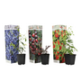 Voir la diapositive 1 : PLANT IN A BOX Mélange de plantes fruitières - Set de 3 - Lycium, Vaccinium - H25-40cm - ⌀9cm