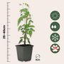 Voir la diapositive 2 : PLANT IN A BOX Jasmin étoilé - Set de 3 - Jasminum 'Officinale' - Hauteur 25-40cm - ⌀9cm