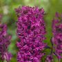 Voir la diapositive 3 : PLANT IN A BOX Jacinthe - Set de 20 - Hyacinthus - Bulbes à fleurs