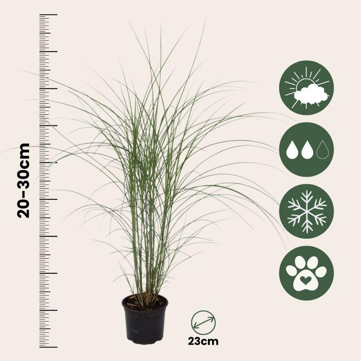 PLANT IN A BOX Roseau de Chine - Miscanthus sinensis 'Kleine Silberspinne - H20-30cm - ⌀23cm