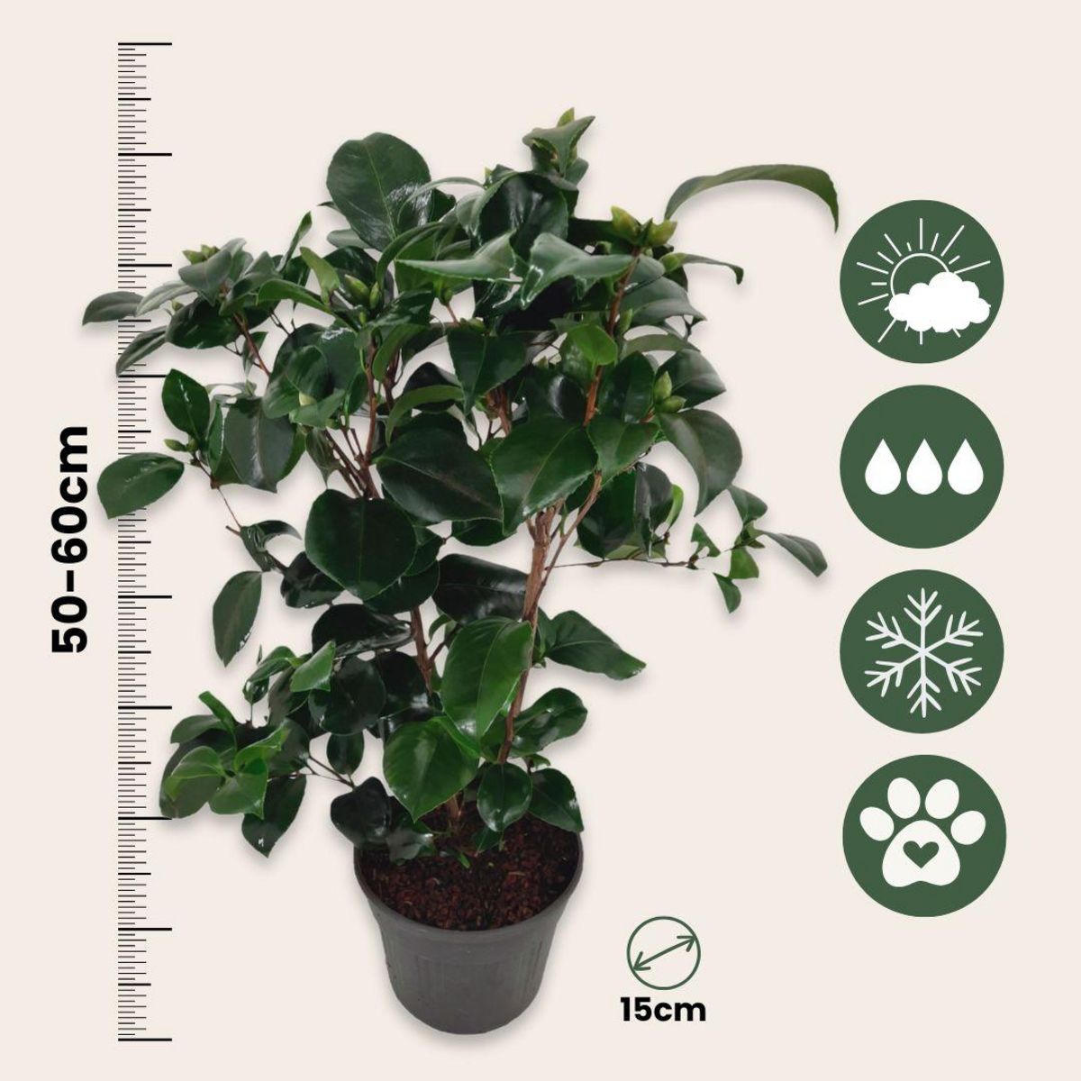 PLANT IN A BOX Camélia - Camellia japonica 'Lady Campbell' - Hauteur 50-60cm - ⌀15cm