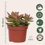 Voir la diapositive 2 : PLANT IN A BOX Mélange de succulentes - Set de 6 - Succulent Mix - H15-20cm - ⌀10,5cm