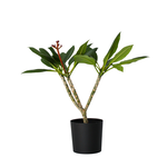PLANT IN A BOX Frangipanier hawaii - Plumeria rubra 'Blanc' - Hauteur 55-70cm - ⌀17cm