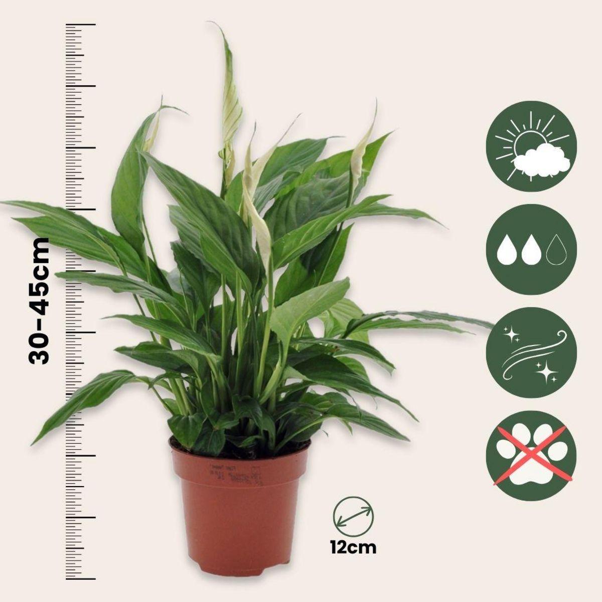 PLANT IN A BOX Fleur de lune - Set de 6 - Spathiphyllum 'Torelli' - Hauteur 30-45cm - ⌀12cm