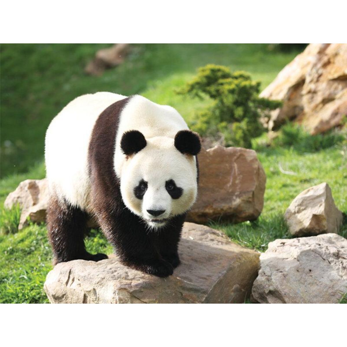 Smartbox Une journée au ZooParc de Beauval en 2025 pour 2 personnes - Coffret Cadeau Multi-thèmes