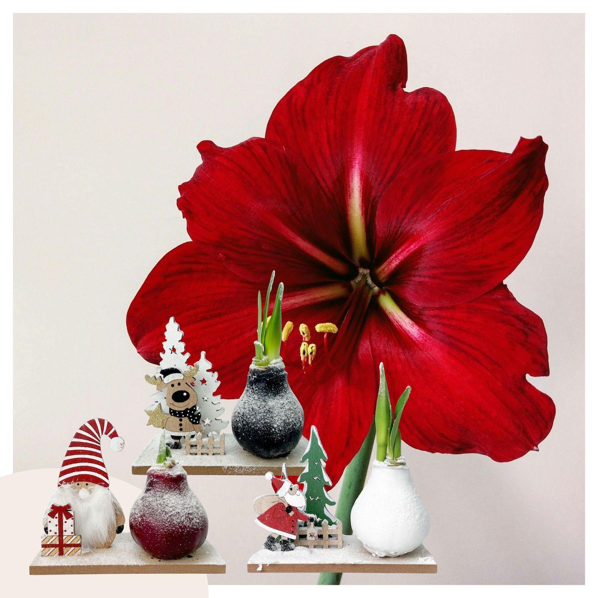 PLANT IN A BOX Amaryllis - Lot de 3 - Hippeastrum 'Pays des Merveilles Mix'