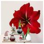 Voir la diapositive 5 : PLANT IN A BOX Amaryllis - Lot de 3 - Hippeastrum 'Pays des Merveilles Mix'