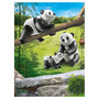 Voir la diapositive 2 : PLAYMOBIL 70353 - Family Fun - Couple de pandas avec bébé