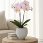 Voir la diapositive 4 : PLANT IN A BOX Orchidée papillon - Phalaenopsis - Hauteur 50-60cm - ⌀12cm