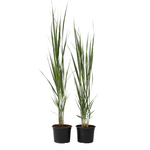 PLANT IN A BOX Panic érigé - Set de 2 - Panicum virgatum 'Northwind' - Hauteur 40-60cm - ⌀23cm
