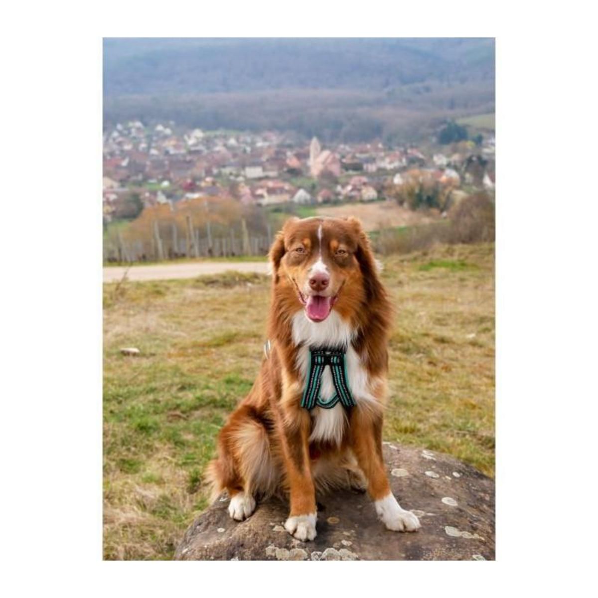 Harnais de traction pour chien - OLYMPIA - XS - Type X-back - Bleu