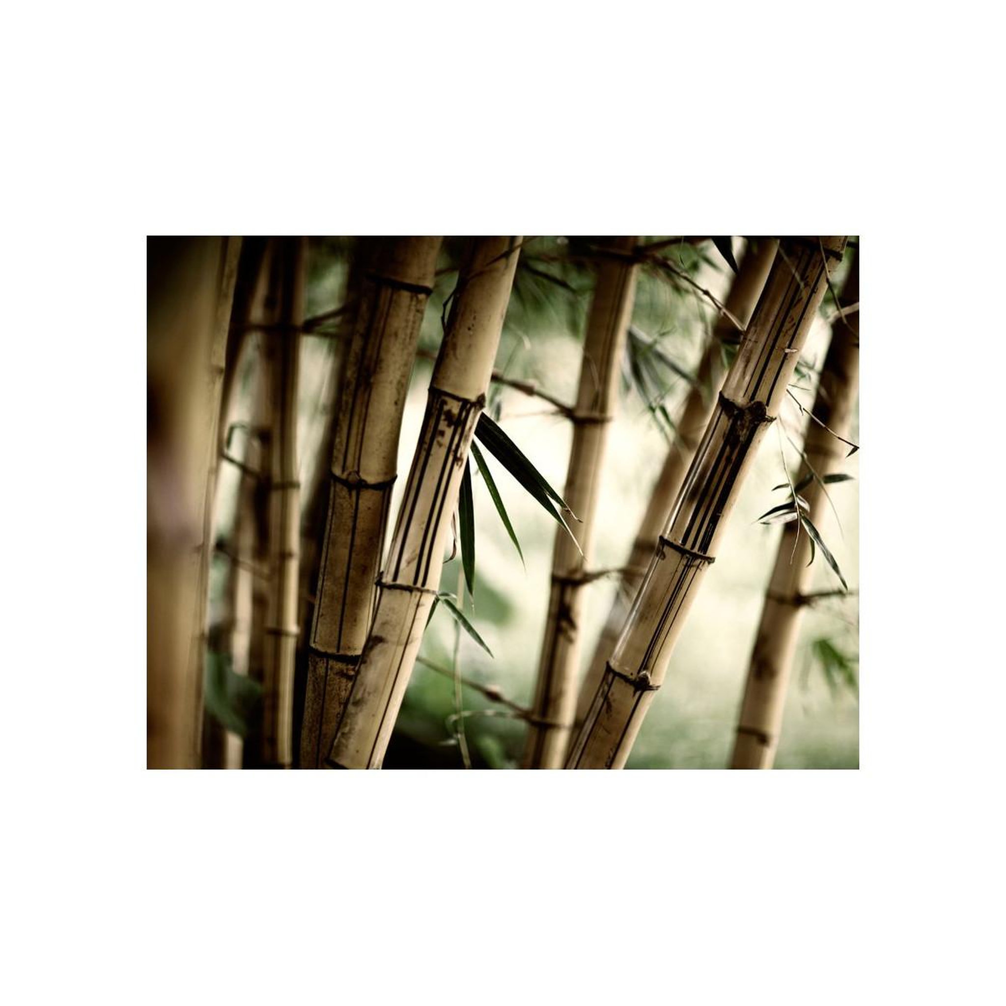 Voir la diapositive 2 : Paris Prix Papier Peint  Fog & Bamboo Forest