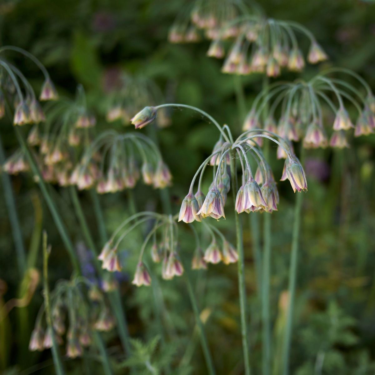 PLANT IN A BOX Ail - Set de 30 - Allium 'Nectaroscordum' - Bulbes à fleurs - Rose