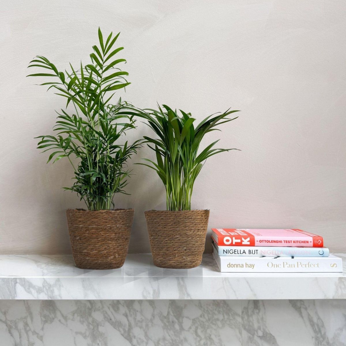 PLANT IN A BOX Petits Dypsis et Chamaedorea - Lot de 2 avec panier - Hauteur 25-40cm - ⌀12cm