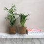 Voir la diapositive 4 : PLANT IN A BOX Petits Dypsis et Chamaedorea - Lot de 2 avec panier - Hauteur 25-40cm - ⌀12cm
