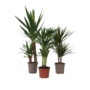 Voir la diapositive 1 : PLANT IN A BOX Mélange de Palmiers d'intérieur - Set de 3 - H70-90cm - ⌀17cm