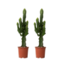 Voir la diapositive 1 : PLANT IN A BOX Euphorbe ingens - Set de 2 - Euphorbia ingens - Hauteur 50-60cm - ⌀17cm