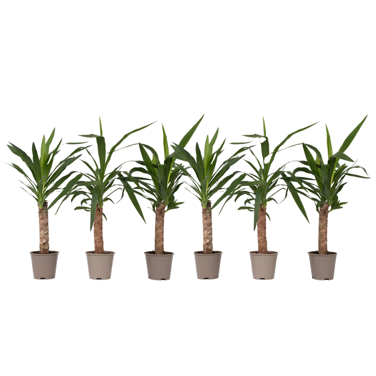 PLANT IN A BOX Pied d'éléphant - Set de 6 - Yucca elephantipes - Hauteur 50-60cm - ⌀14cm
