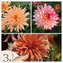 Voir la diapositive 1 : PLANT IN A BOX Dahlias - Set de 3 - Dahlia Labyrinth, Twotone - Bulbes à fleurs - Violet
