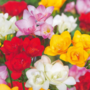 Voir la diapositive 4 : PLANT IN A BOX Freesia parfumée - Set de 40 - Freesia Mix - Bulbes à fleurs