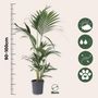 Voir la diapositive 2 : PLANT IN A BOX Palmier Kentia - Set de 2 - Howea forsteriana - Hauteur 90-100cm - ⌀18cm