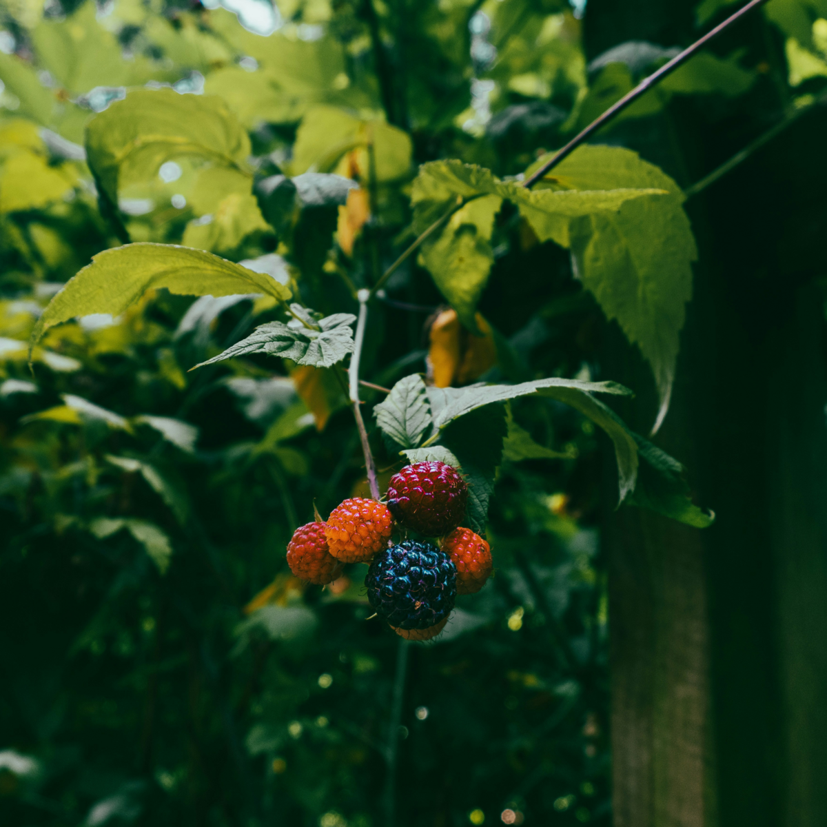 PLANT IN A BOX Plante de mûre - Lot de 3 - Rubus Thornless - Hauteur 25-40cm - ⌀9cm