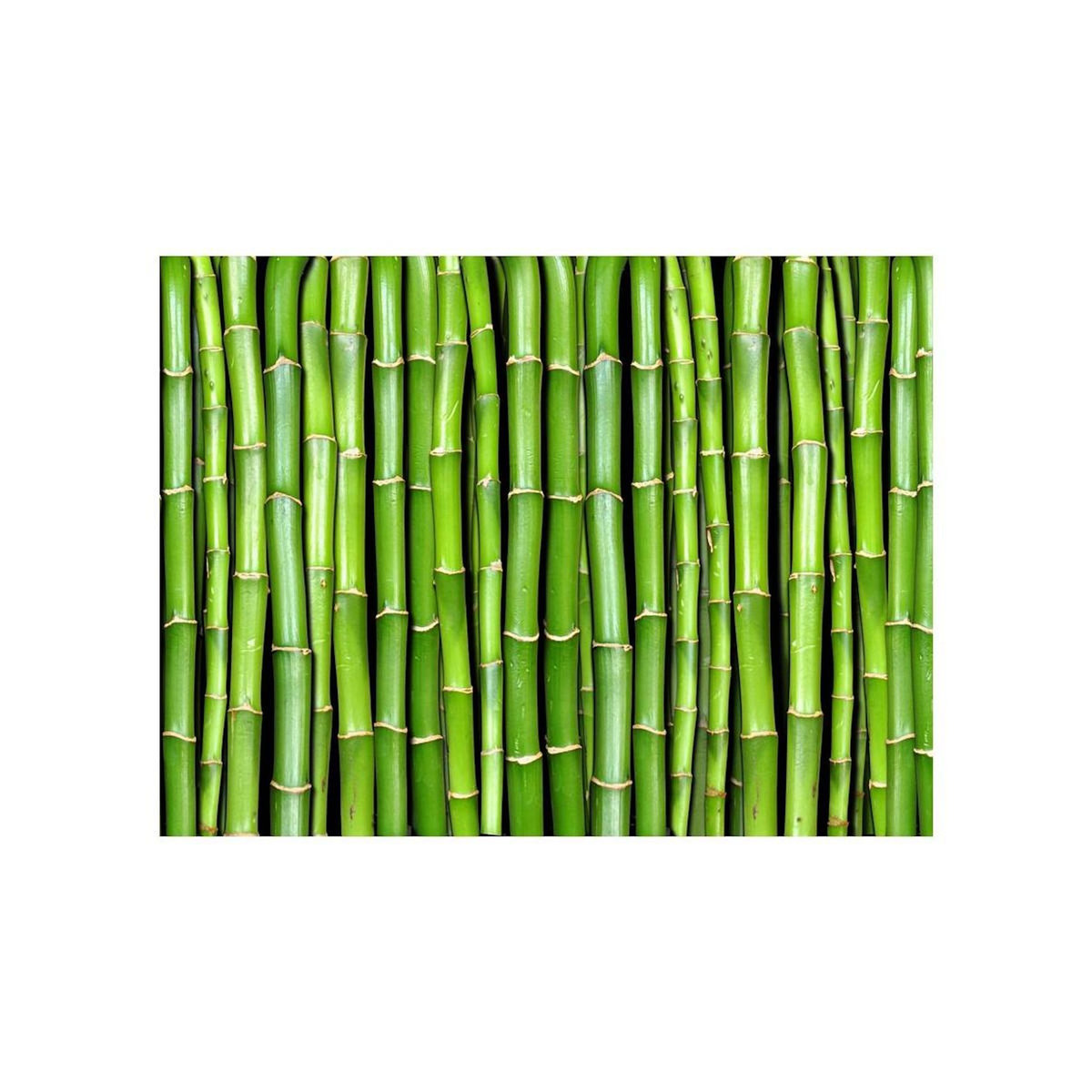 Paris Prix Papier Peint  Mur Vert Bambou