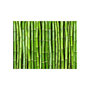 Voir la diapositive 2 : Paris Prix Papier Peint  Mur Vert Bambou
