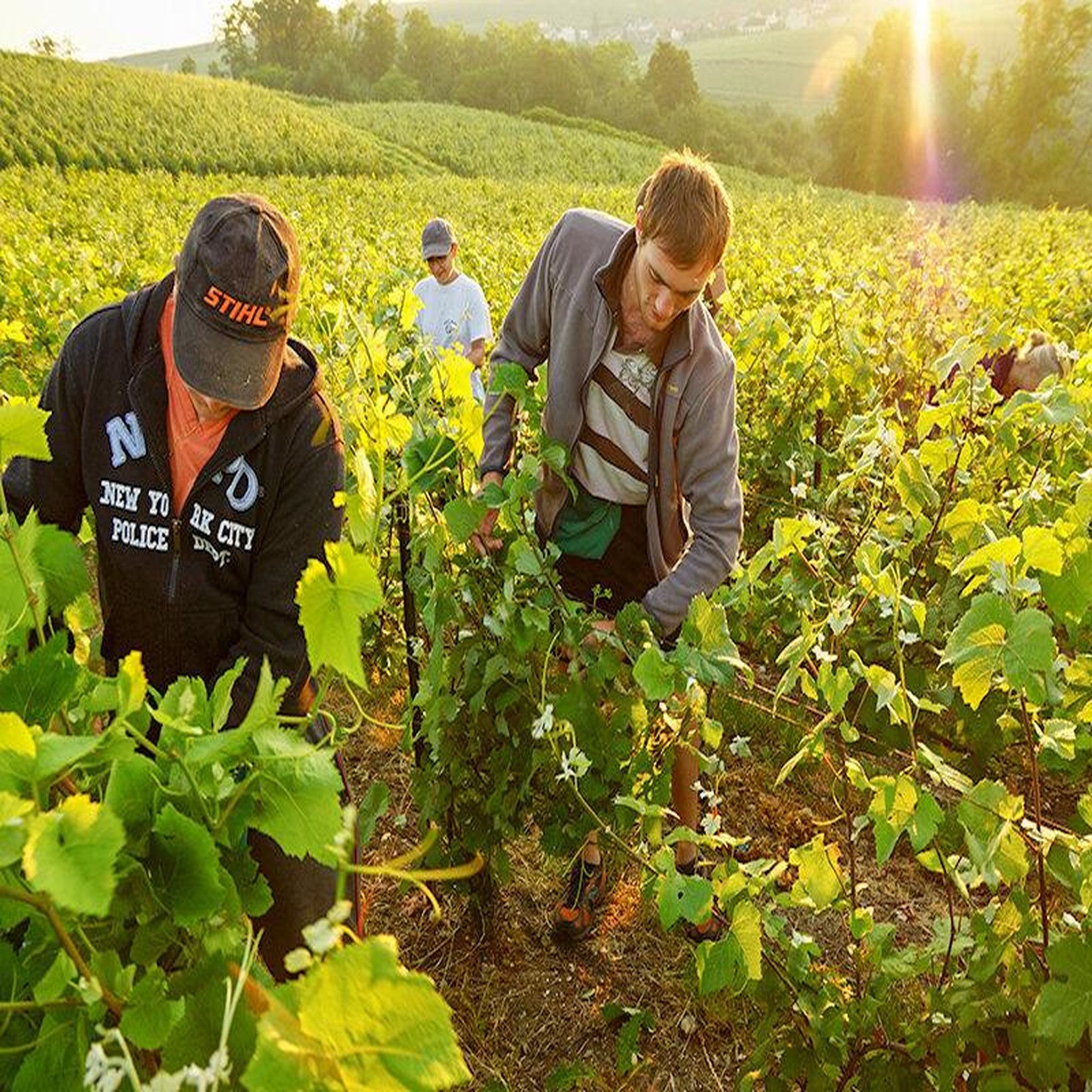 Voir la diapositive 3 : Smartbox Dégustation de champagne et visite de domaine dans la marne - coffret cadeau gastronomie