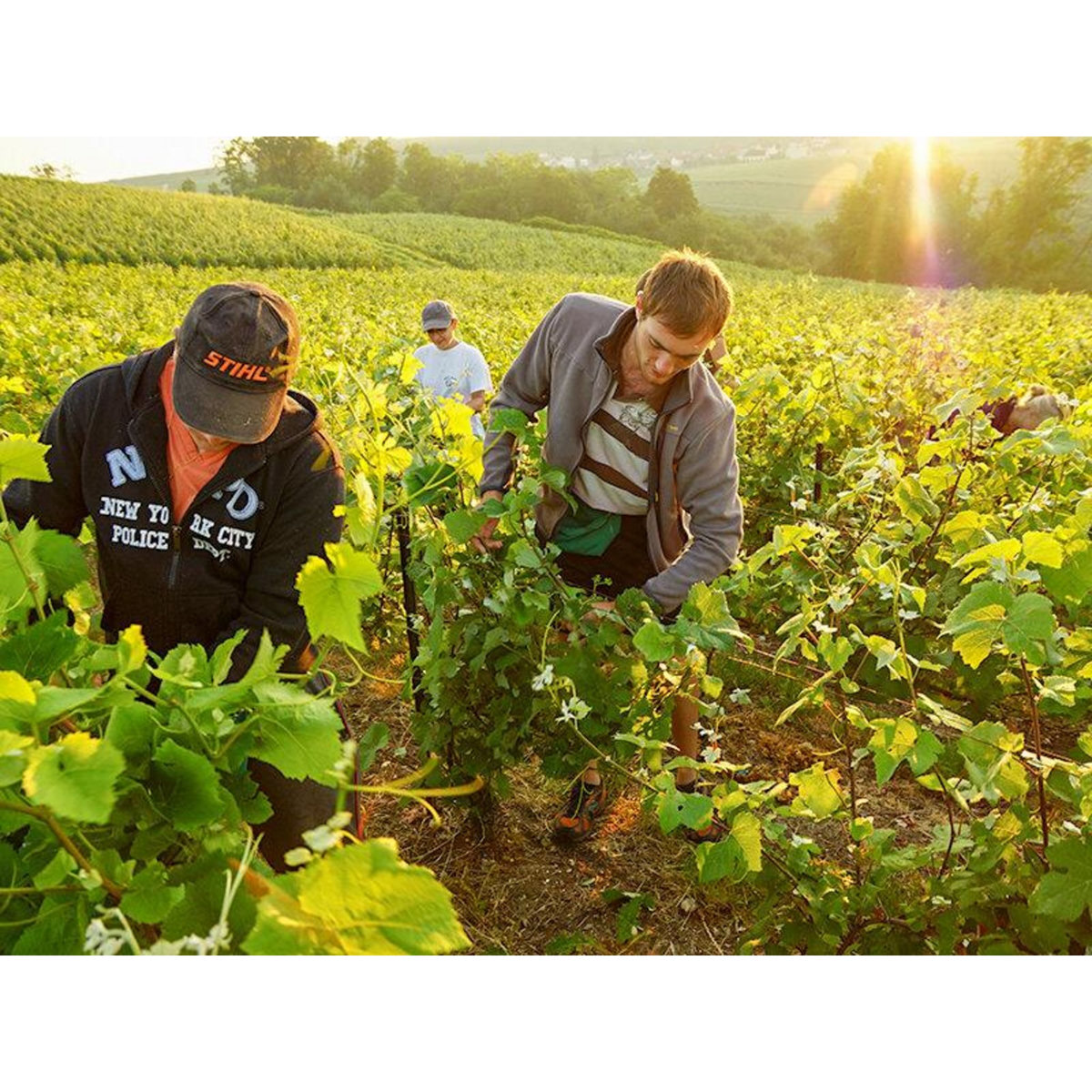 Smartbox Dégustation de champagne et visite de domaine dans la Marne - Coffret Cadeau Gastronomie