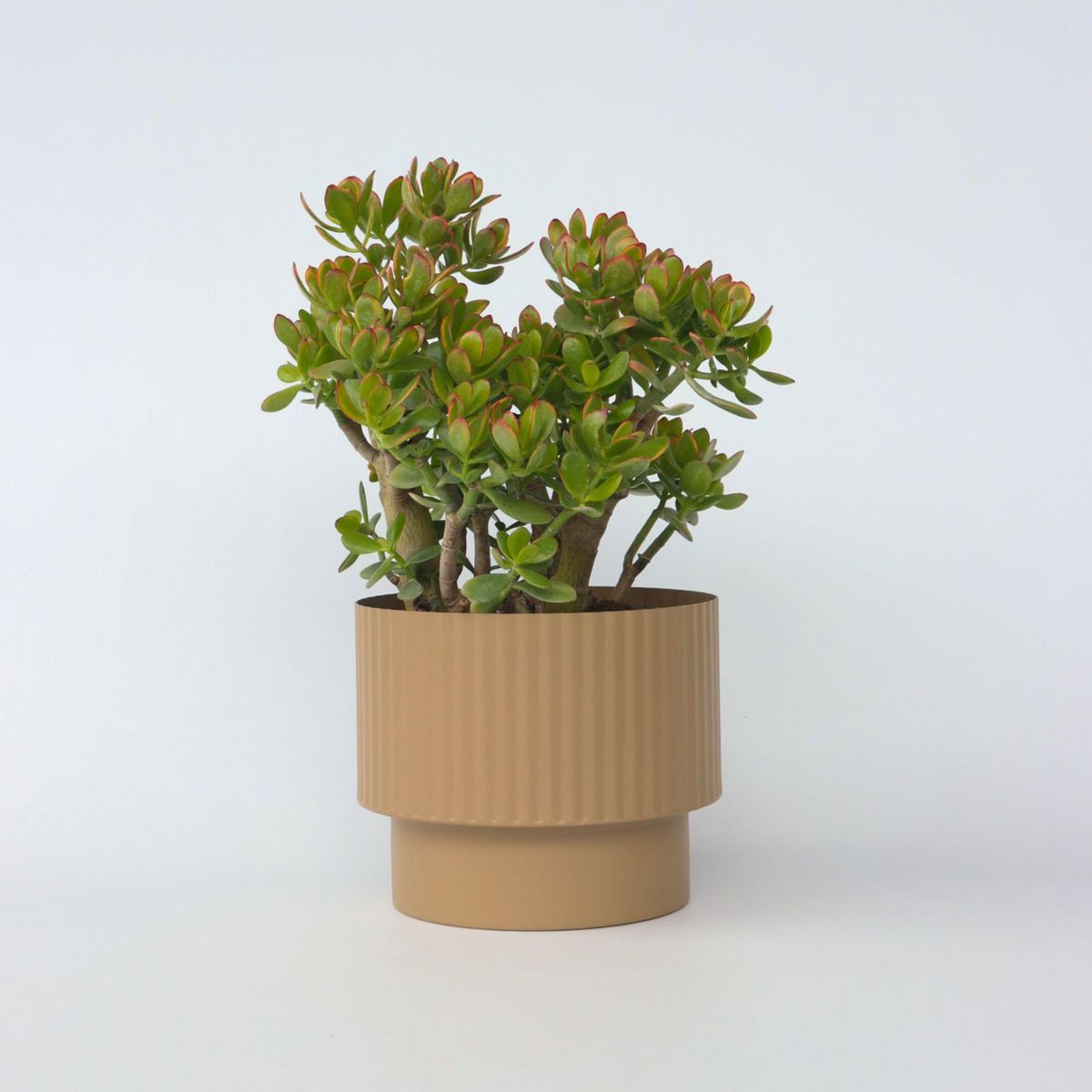 PLANT IN A BOX Arbre de jade - Crassula ovata 'Sunset' - Hauteur 55-60cm - ⌀30cm