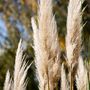 Voir la diapositive 3 : PLANT IN A BOX Herbe de la Pampa - Set de 3 - Cortaderia selloana - Hauteur 25-40cm - ⌀9cm