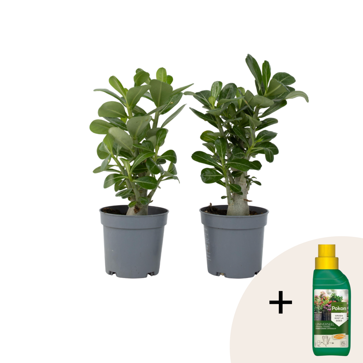 PLANT IN A BOX Rose du désert - Set de 2 - Adenium obesum - Hauteur 25-40cm - ⌀10,5cm