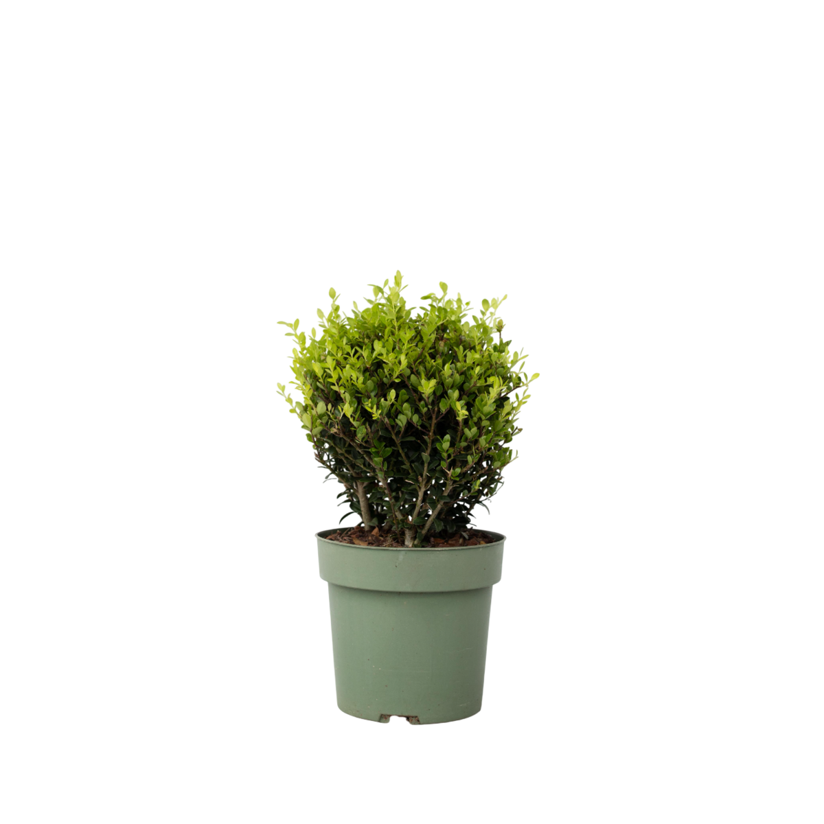PLANT IN A BOX Houx crenelé - Ilex crenata 'Jenny' - Hauteur 30-40cm - ⌀17cm