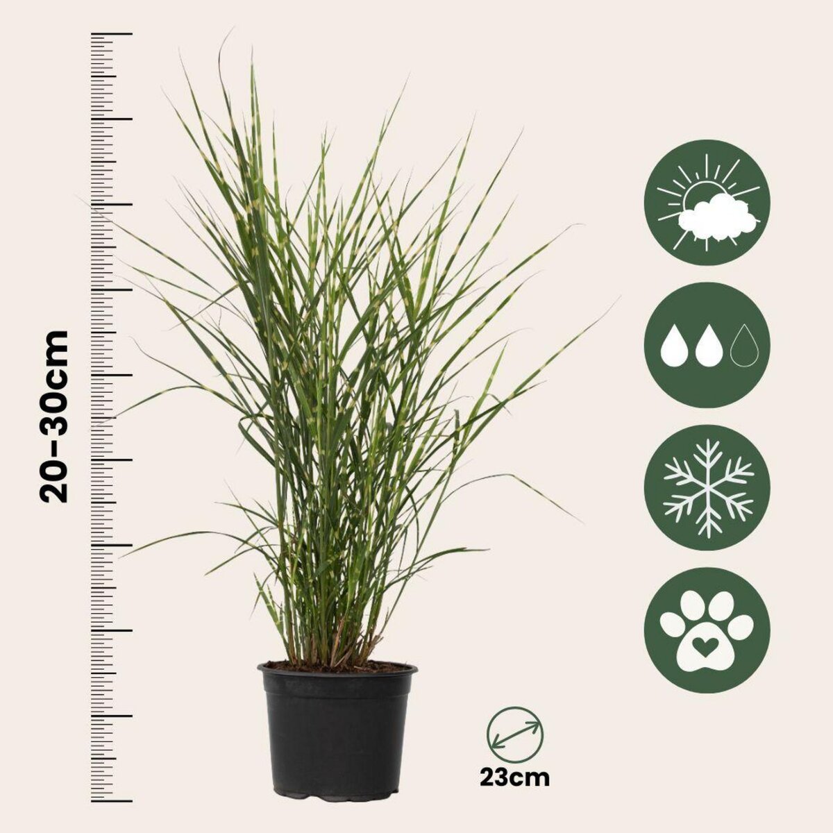 PLANT IN A BOX Roseau de Chine - Set de 2 - Miscanthus sinensis 'Zebrinus' - H20-30cm - ⌀23cm