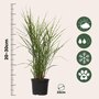 Voir la diapositive 2 : PLANT IN A BOX Roseau de Chine - Set de 2 - Miscanthus sinensis 'Zebrinus' - H20-30cm - ⌀23cm