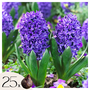 Voir la diapositive 1 : PLANT IN A BOX Jacinthe - Set de 25 - Hyacinthus 'Blue Trophy' - Bulbes à fleurs - Bleu