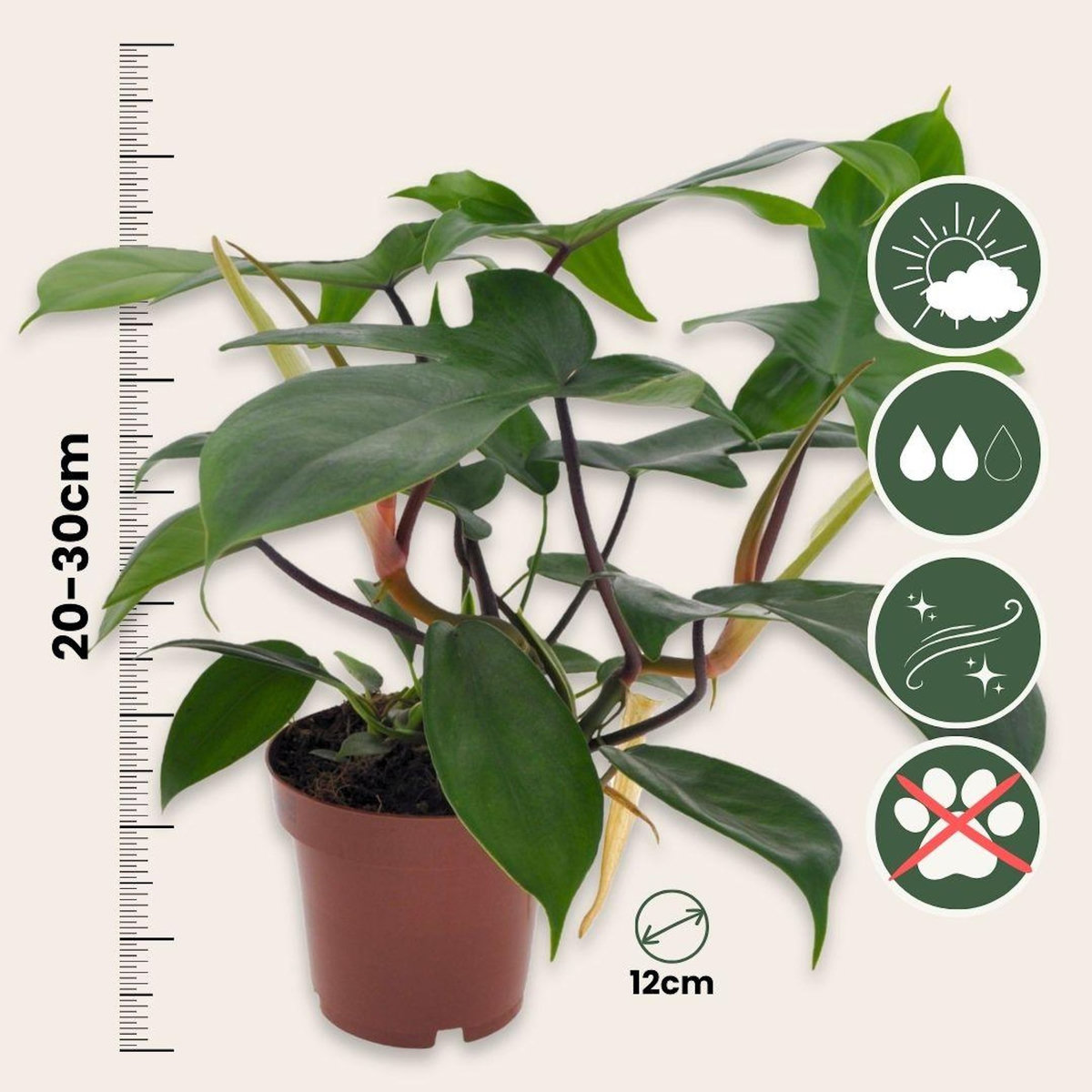 PLANT IN A BOX Plante verte - Philodendron 'Florida Green' - Hauteur 20-30cm - ⌀12cm