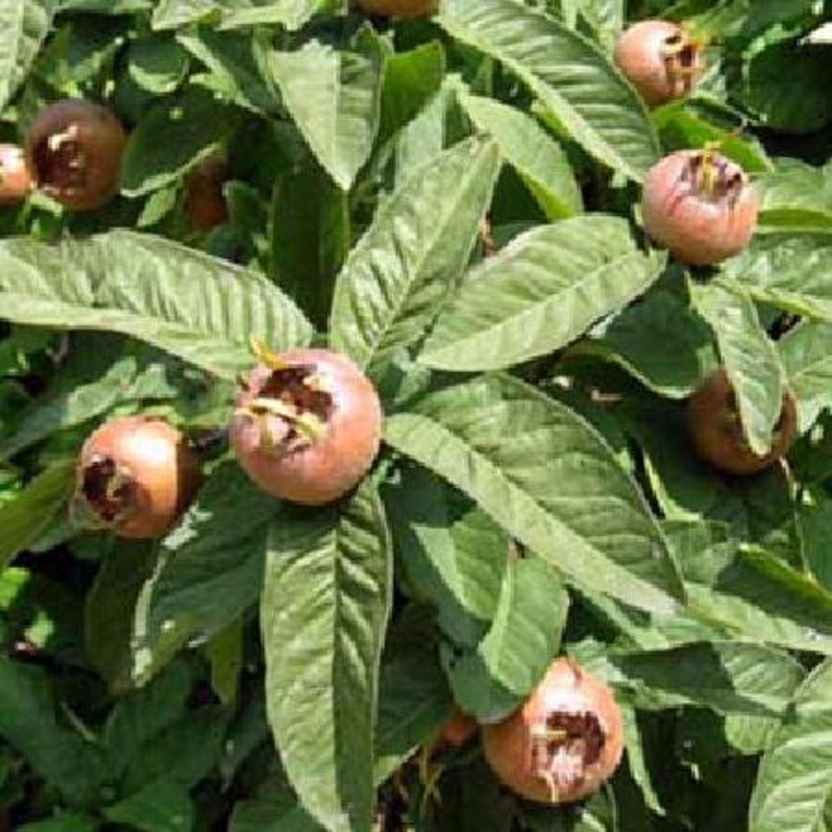 Néflier d'Allemagne