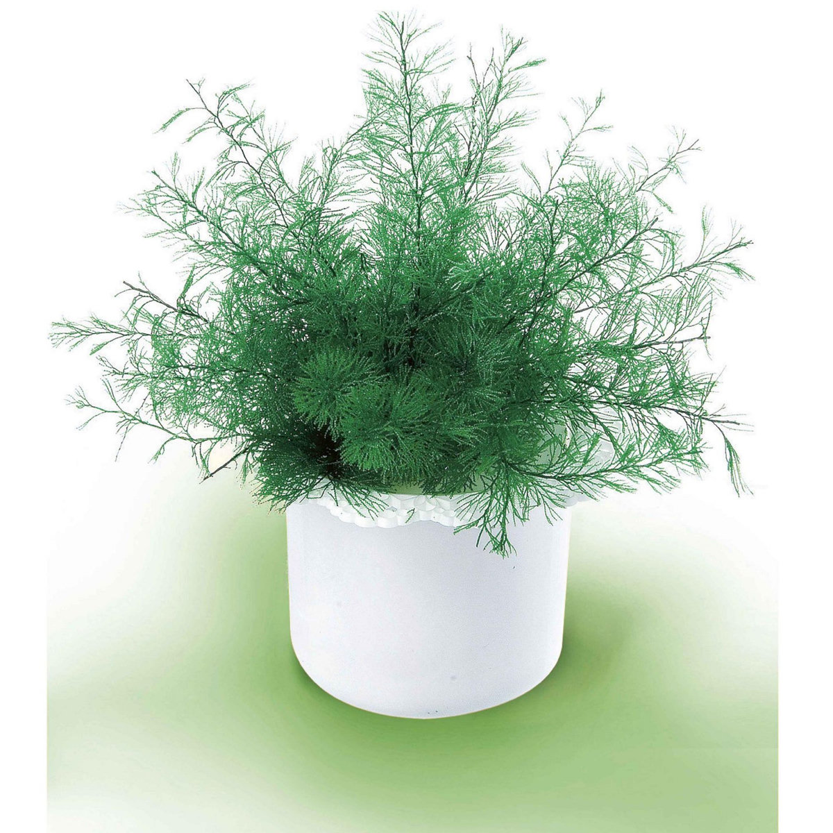 HOME AND CO Plante de neptune