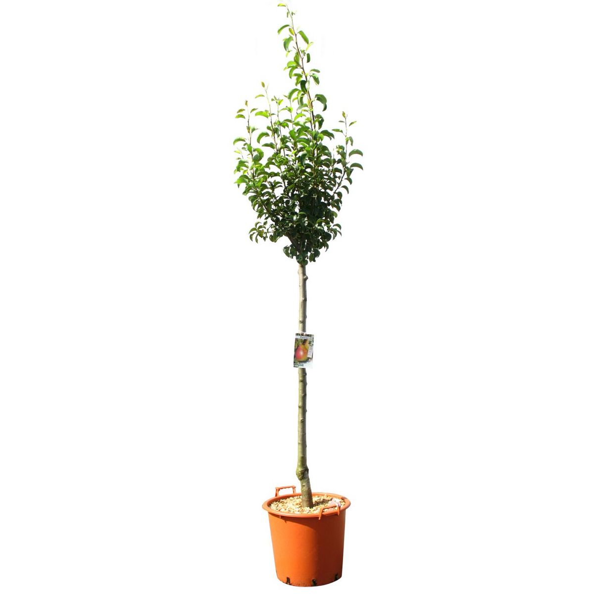 Poirier william's - pyrus domestica william's