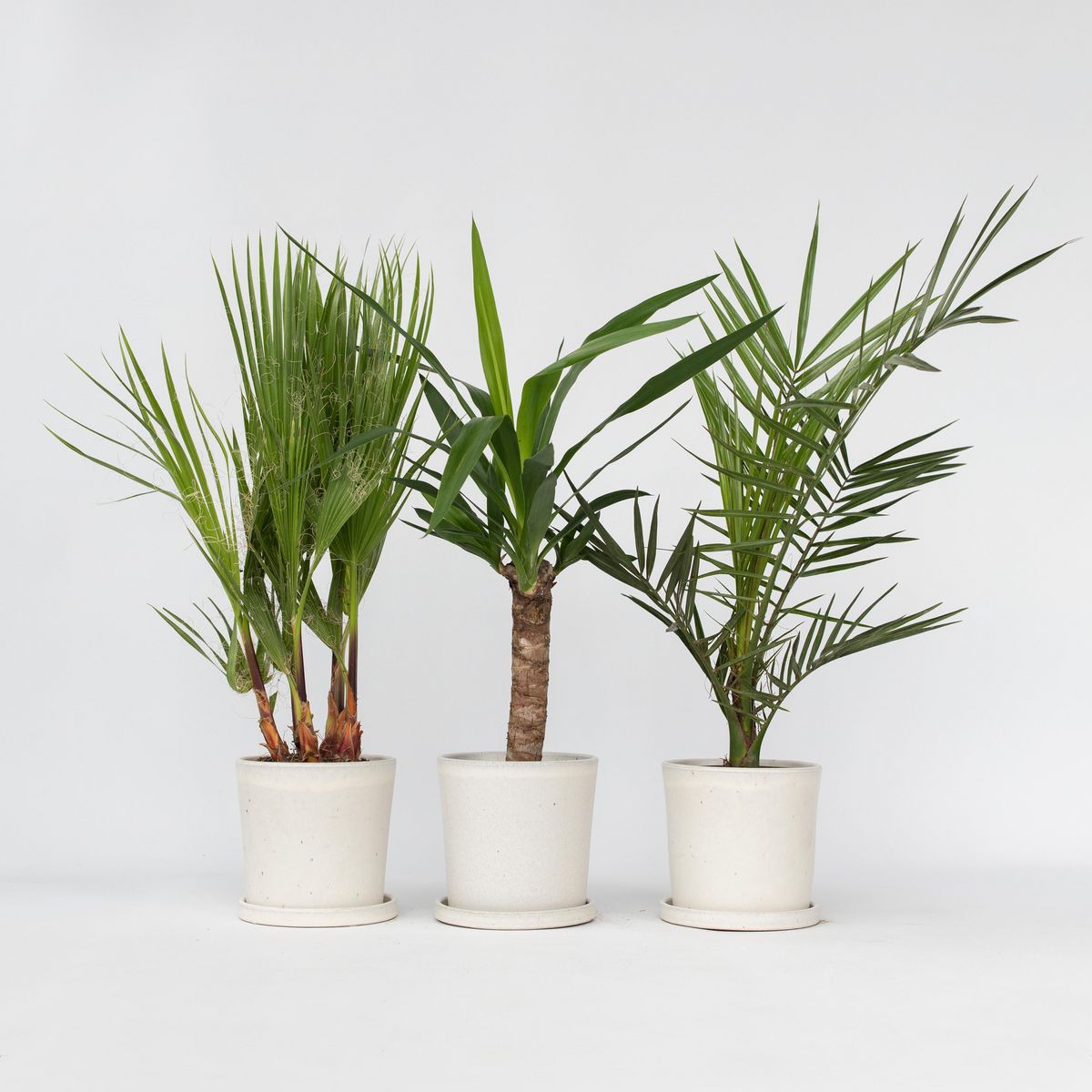 PLANT IN A BOX Mélange de Palmiers d'intérieur - Set de 3 - Indoor Palmmix - H50-70cm - ⌀14cm