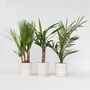 Voir la diapositive 5 : PLANT IN A BOX Mélange de Palmiers d'intérieur - Set de 3 - Indoor Palmmix - H50-70cm - ⌀14cm