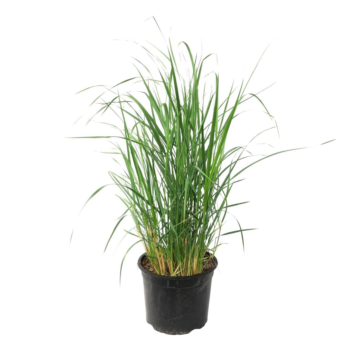 PLANT IN A BOX Panic érigé - Panicum virgatum 'Heavy Metal' - Hauteur 40-60cm - ⌀23cm