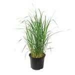 PLANT IN A BOX Panic érigé - Panicum virgatum 'Heavy Metal' - Hauteur 40-60cm - ⌀23cm