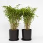 Voir la diapositive 6 : PLANT IN A BOX Bambou non-traçant - Set de 2 - Fargesia nitida 'Gansu' - H50-70cm - ⌀17cm