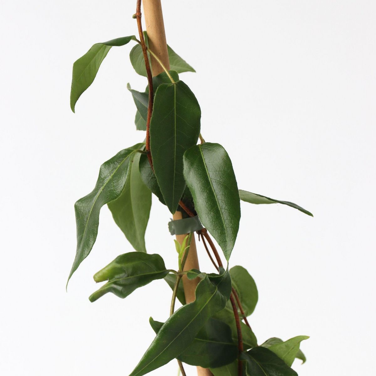 PLANT IN A BOX Chèvrefeuille - Lonicera henryi 'Copper Beauty' - Hauteur 110-120cm - ⌀17cm